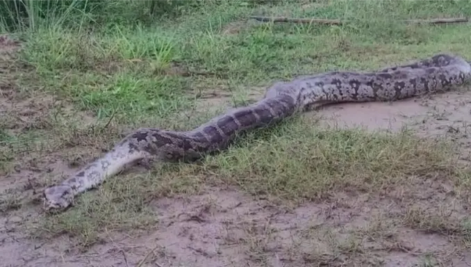 অ্যানাকোন্ডা